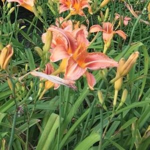 Meet your Posher, Angie